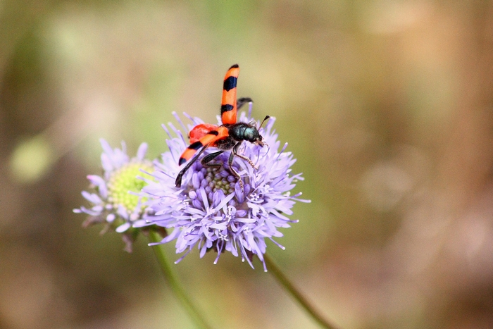 Trichodes apiarus